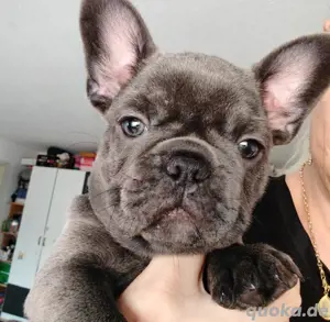 Französische Bulldoggen-Welpen