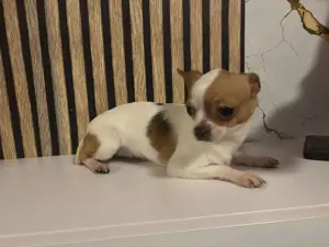 Chihuahua 