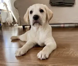 Labrador Welpe (Mädchen) 