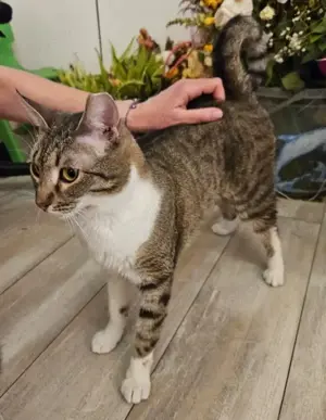 Darya Katzendame im besten Alter sucht kuschelfreudige Familie