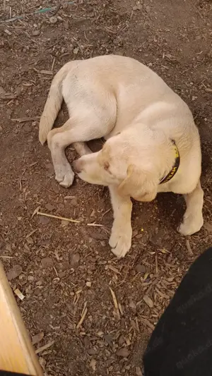 Labrador Hündin  Bild 2