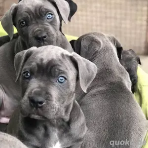 Registrierte Cane Corso Welpen 