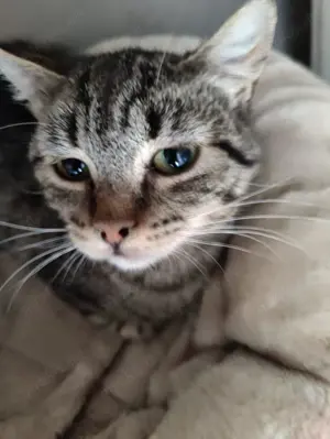 Liebe Rosie sucht ihr Kuschelkörbchen