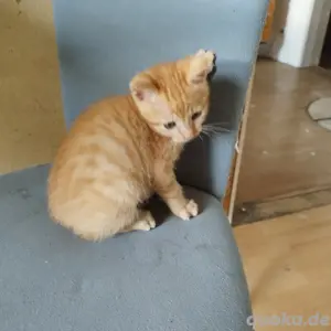 Katzenkinder 