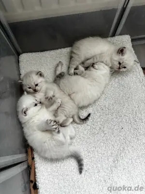BKH Kitten Silver Shaded