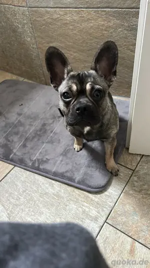 Franz. Bulldogge Abby 8 Monate