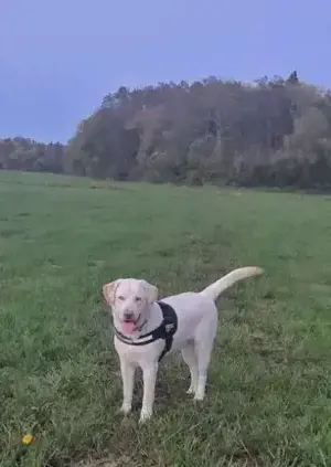 Deckrüde Labrador Retriever Bild 2