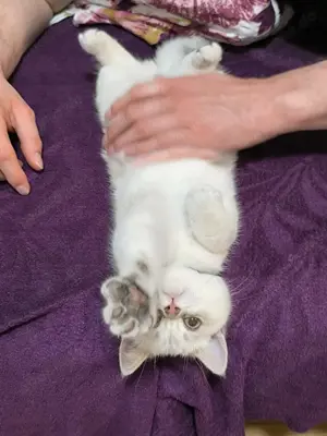 Reinrassige Britisch kurzhaar kitten 5 Monate alt 