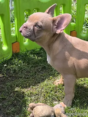 Französische Bulldoggen Welpen Isabella Hündin Puppie Puppy Rüde 