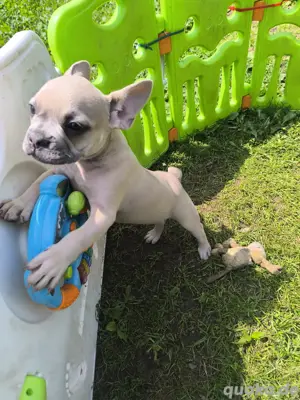 Französische Bulldoggen Welpen Isabella Hündin Puppie Puppy Rüde 