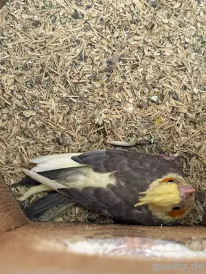 Nymphensittiche 
