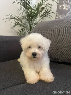 Bichon Malteser Rüde