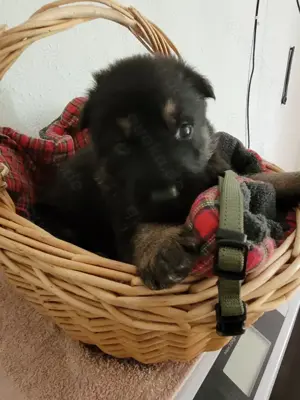 Deutsche Schäferhund Welpen 