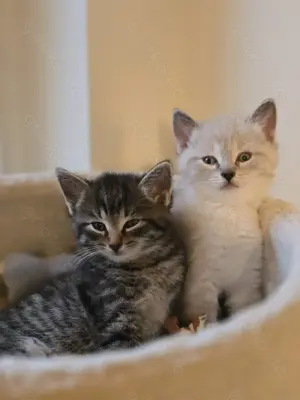 Neva Masquerade und Norwegische Waldkatze Mix Kitten 