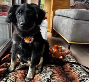 Hütehund-Mix Junghund Jonte sucht sein Zuhause
