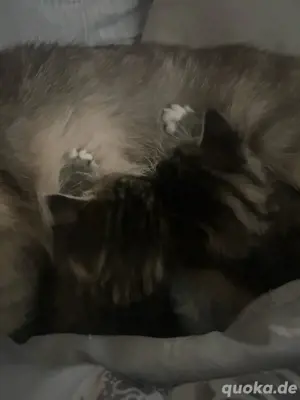 Zauberhafte Main Coon-Mix Kitten suchen liebevolles Zuhause 