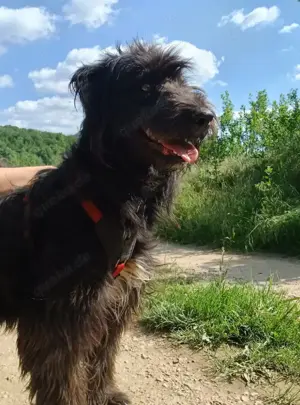 ABBY - wo darf sie glücklich werden (wartet in Rumänien) Bild 2