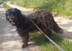ABBY - wo darf sie glücklich werden (wartet in Rumänien) Bild 3