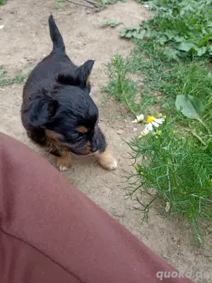 kleine süße dalmatäser Hündin sucht ein Zuhause