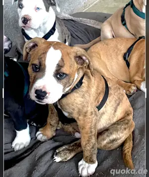 American Bully American Bulldog Old Englisch Bulldogge 
