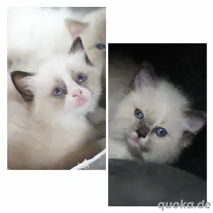 wunderschöne Ragdoll Kitten suchen neues Zuhause auf Lebenszeit 