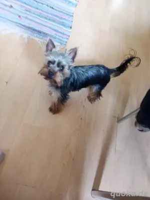 kein Verkauf Deckrüde Mini Yorkshire Terrier 