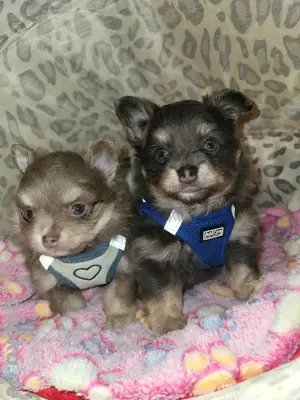 Chihuahua Pomchi Pomeranian Mischlings Welpen 