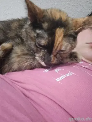 siamkatze weiblich