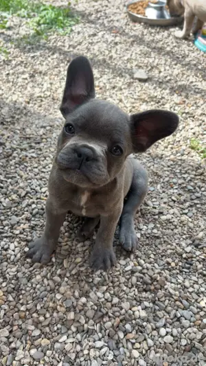 französische Bulldogge welpen rüde hündin bully frenchie 