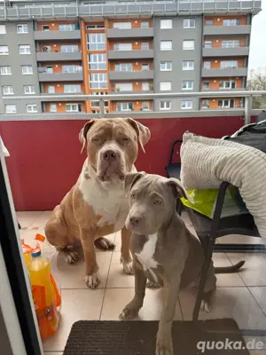 American Bully XXL Rüde