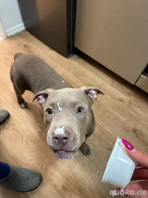 American Bully Junghündin