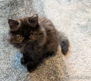 Perser Kitten