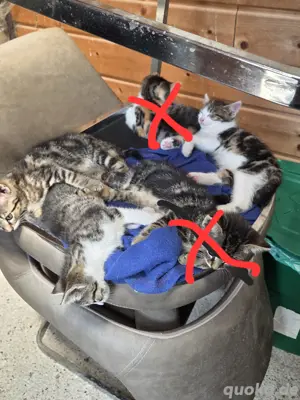 Babykatzen 