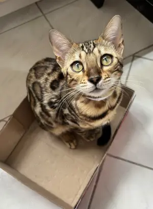 Bengal Kätzin 7 Monate mit Ahnentafel 