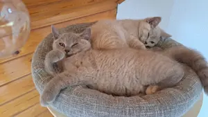 BKH britisch kurzhaar mit Stammbaum lilac kitten weibliche Mädchen 