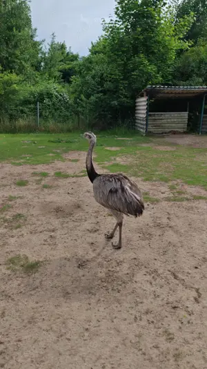 Verkaufe 2 Nandu Hähne 1 Jahr alt 