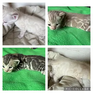 Exklusive Bengal kitten Snow Lynx, Mink ,Silber mit Stammbaum 