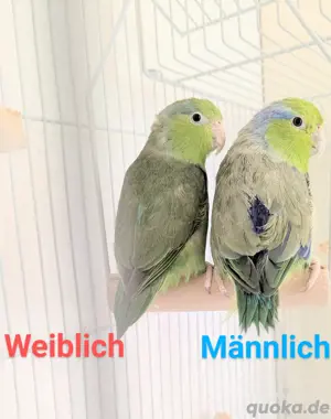 Sperlingspapageien-Pärchen