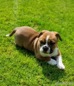Ab sofort besuch und reservierbar New English Bulldog 