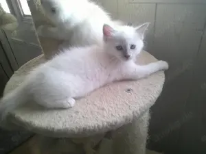  Heilige Birma kitten  reinrassig und verschmust