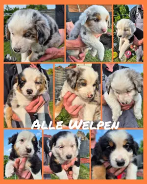 Australian Shepherd Welpen 