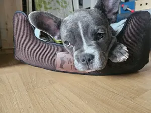 Französische Bulldogge Welpe
