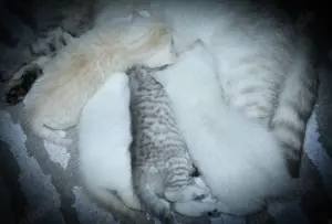 Reinrassige BKH-Kitten (geimpft, gechippt, Gesundheitszeugnis, Stammbaum) 