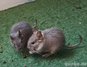 Degu Jungs Jungtiere 
