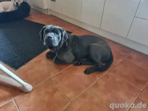 liebenswürdiger Hund abzugeben 