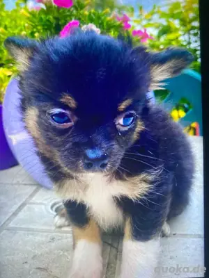 Mini chichaus zu verkaufen Bild 3