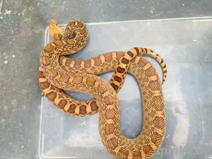 1.1 Pituophis catenifer affinis Marathon Texas Fork line