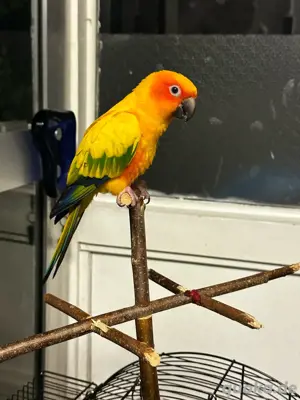 Handzahmes Sonnensittich Weibchen 