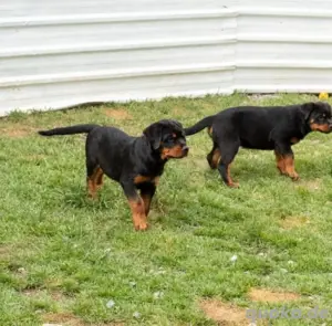 Wir freuen uns, zwei wunderschöne männliche Rottweiler Welpen anbieten zu können