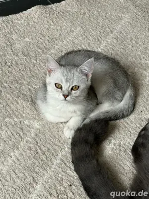 BKH Meine Coon mix kitten,katzen abholbereit ab sofort  